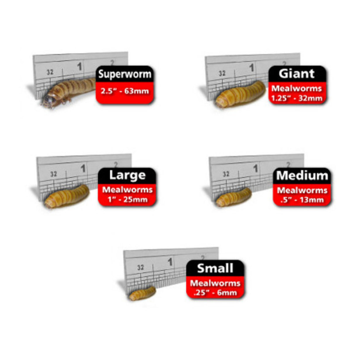 Giant Mealworms for Sale Bulk Wax Worms for Sale Predator Foods