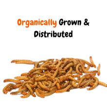 Load image into Gallery viewer, Live Mealworms 250Ct - 10,000Ct (S,M,L)