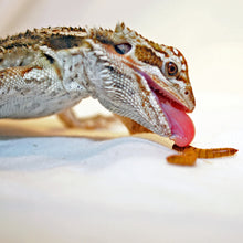 Load image into Gallery viewer, Live Mealworms 250Ct - 10,000Ct (S,M,L)