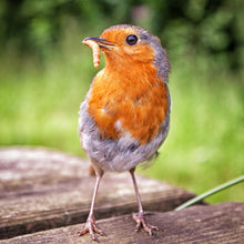 Load image into Gallery viewer, Live Mealworms 250Ct - 10,000Ct (S,M,L)