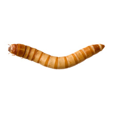 Load image into Gallery viewer, Giant Worms - Giant Mealworms (1.25 in - 1.75 in)