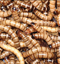 Load image into Gallery viewer, Superworms / King Worms 1.5 in - 1.75 in (25 - 1,000 count)