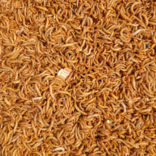 Load image into Gallery viewer, Mealworms 250Ct - 10,000Ct (S,M,L)