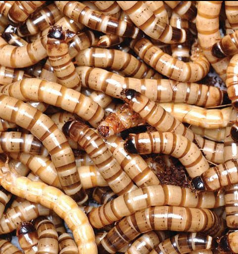 Wax Worms, Live Worms (50 Pack)